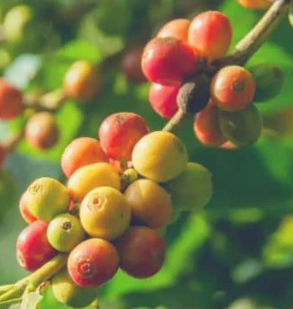 Costa Willow Peaberry